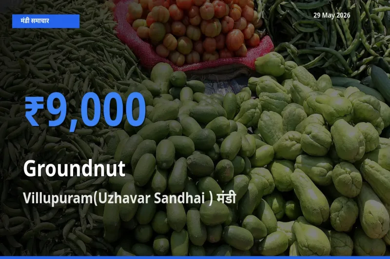 Villupuram(Uzhavar Sandhai ) मंडी में मूंगफली ₹9,000 पर पहुँचा – आज का सर्वोच्च भाव