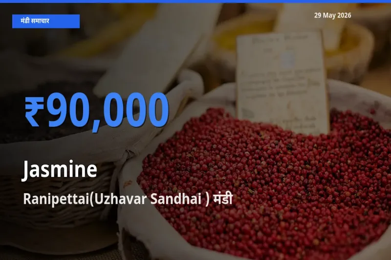 किसानों की पसंद बना Ranipettai(Uzhavar Sandhai ), चमेली के सबसे अच्छे दाम