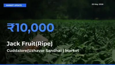 Top Performer! Cuddalore(Uzhavar Sandhai ) Offers Best Jack Fruit(Ripe) Price Today
