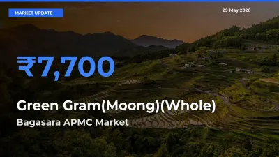 Market Watch: Bagasara APMC Becomes Top Mandi for Green Gram(Moong)(Whole)