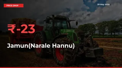 23.39% Drop in Jamun(Narale Hannu) Prices – Mandi Sees Sudden Fall