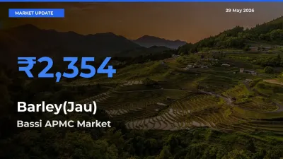 Bassi APMC Emerges as Top Mandi for Barley(Jau) Prices Today