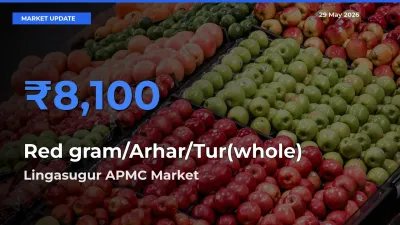 Lingasugur APMC Leads as Top Mandi for Red gram/Arhar/Tur(whole) Prices