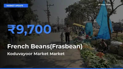 French Beans(Frasbean) Mandi Rate Today: Koduvayoor Market Tops the List
