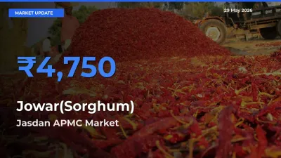 Jasdan APMC Tops Jowar(Sorghum) Rates – May 29 Market Update
