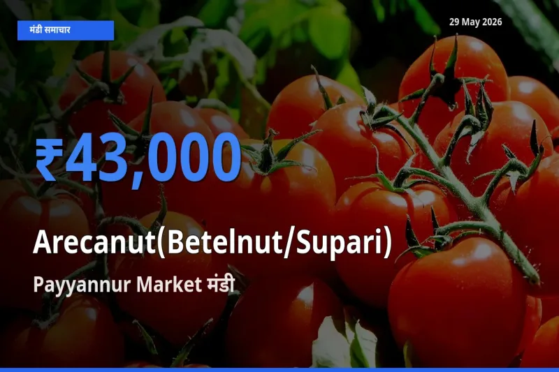 Payyannur Market मंडी में सुपारी ₹43,000 पर पहुँचा – आज का सर्वोच्च भाव