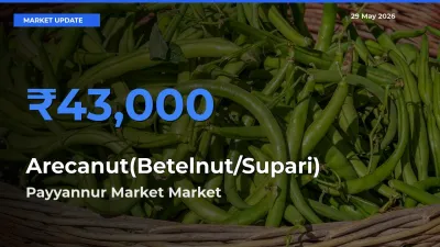 Top Performer! Payyannur Market Offers Best Arecanut(Betelnut/Supari) Price Today