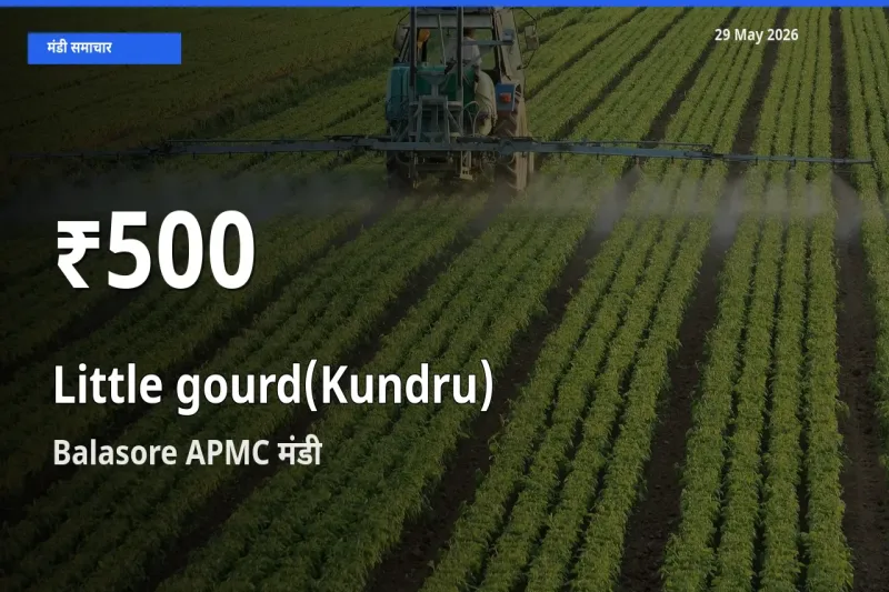 किसानों के लिए चिंता का विषय? कुंदरू (टिंडा तोरई) के दाम Balasore APMC में 30 दिन के न्यूनतम स्तर पर