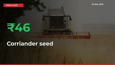 This Mandi Records 45.7% Jump in Corriander seed Prices