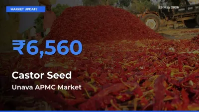 Unava APMC Tops Castor Seed Mandi Rates Today