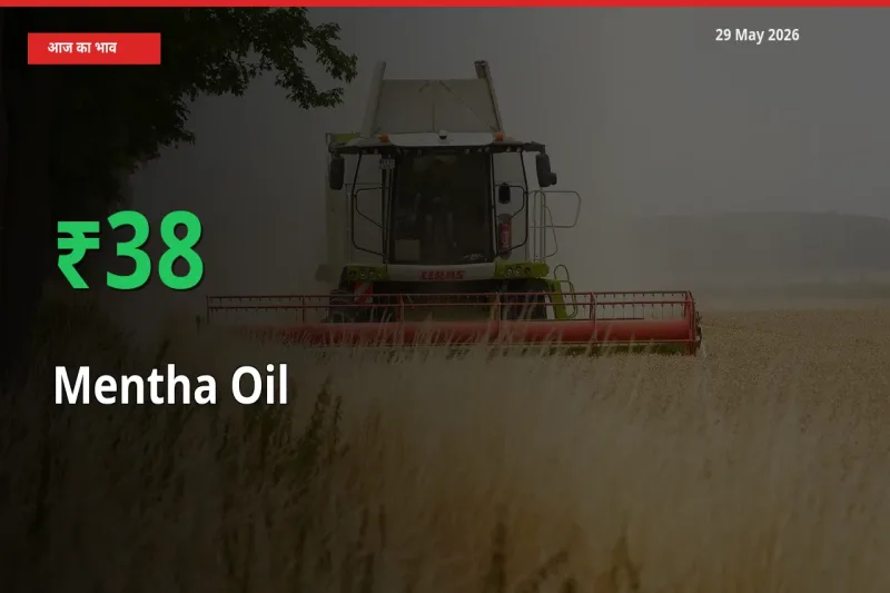 मेंथा ऑयल 38.48% उछला, मंडी