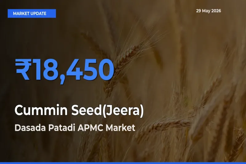 Dasada Patadi APMC Records Highest ₹18,450 Rate for Cummin Seed(Jeera)