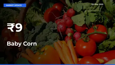 Baby Corn Shows Strong Mandi Trend – May 29 Market Update