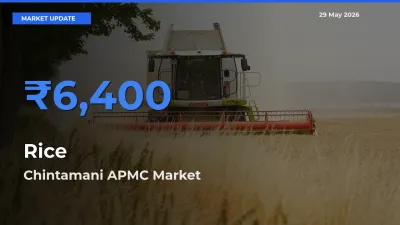 Top Performer! Chintamani APMC Offers Best Rice Price Today