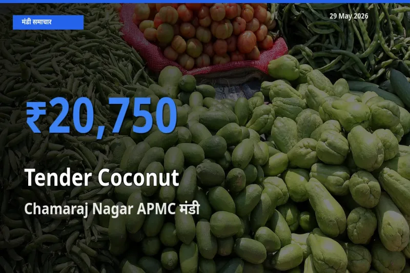 आज का मंडी भाव: कच्चा नारियल के सबसे ज़्यादा दाम Chamaraj Nagar APMC में