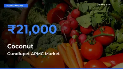 Top Performer! Gundlupet APMC Offers Best Coconut Price Today