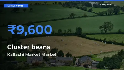 Top Performer! Kallachi Market Offers Best Cluster beans Price Today