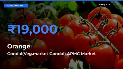 Market Watch: Gondal(Veg.market Gondal) APMC Becomes Top Mandi for Orange