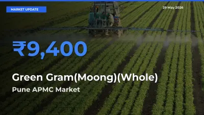 Market Watch: Pune APMC Becomes Top Mandi for Green Gram(Moong)(Whole)