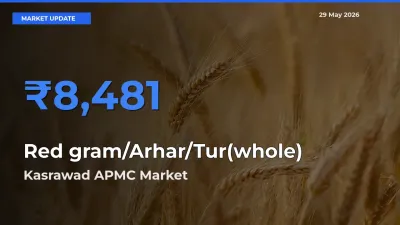 Kasrawad APMC Tops Red gram/Arhar/Tur(whole) Mandi Rates Today