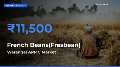 Warangal APMC Records Highest ₹11,500 Rate for French Beans(Frasbean)