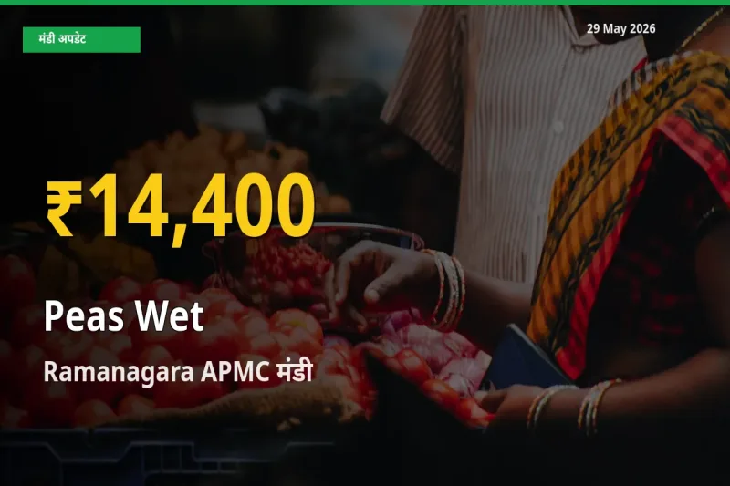 रिकॉर्ड तेज़ी! Ramanagara APMC में हरी मटर ₹14,400 पर पहुँचा