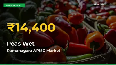 Big Jump in Peas Wet Prices! Ramanagara APMC Records New Peak Today