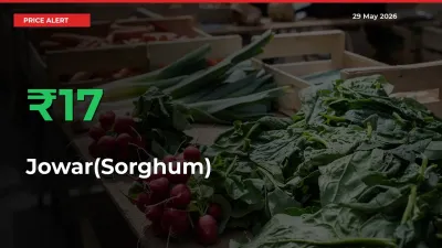 Farmers Cheer as Jowar(Sorghum) Prices Surge 17.4% in Local Mandis