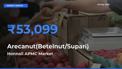 Honnali APMC Records Highest ₹53,099 Rate for Arecanut(Betelnut/Supari)