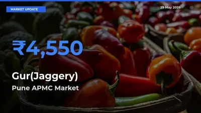 Pune APMC Offers ₹4,550 – Highest Gur(Jaggery) Rate Today