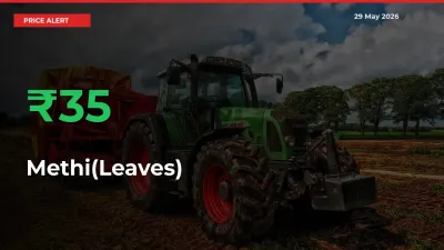 Farmers Cheer as Methi(Leaves) Prices Surge 35.49% in Local Mandis