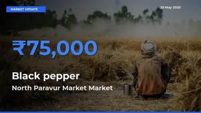 North Paravur Market Records Highest ₹75,000 Rate for Black pepper