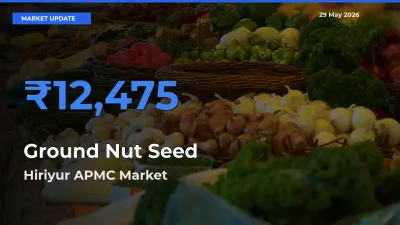 Top Performer! Hiriyur APMC Offers Best Ground Nut Seed Price Today