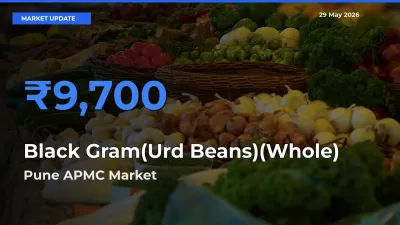 Pune APMC Offers ₹9,700 – Highest Black Gram(Urd Beans)(Whole) Rate Today