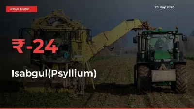 Isabgul(Psyllium) Prices Drop 24.16% in 24 Hours at Major Mandis
