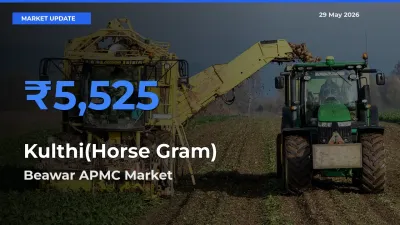 Top Performer! Beawar APMC Offers Best Kulthi(Horse Gram) Price Today