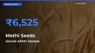 Amreli APMC Leads as Top Mandi for Methi Seeds Prices