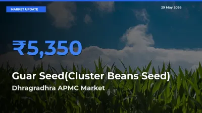 Dhragradhra APMC Tops Guar Seed(Cluster Beans Seed) Mandi Rates Today