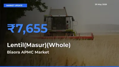 Biaora APMC Emerges as Top Mandi for Lentil(Masur)(Whole) Prices Today
