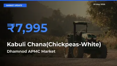 Market Watch: Dhamnod APMC Becomes Top Mandi for Kabuli Chana(Chickpeas-White)