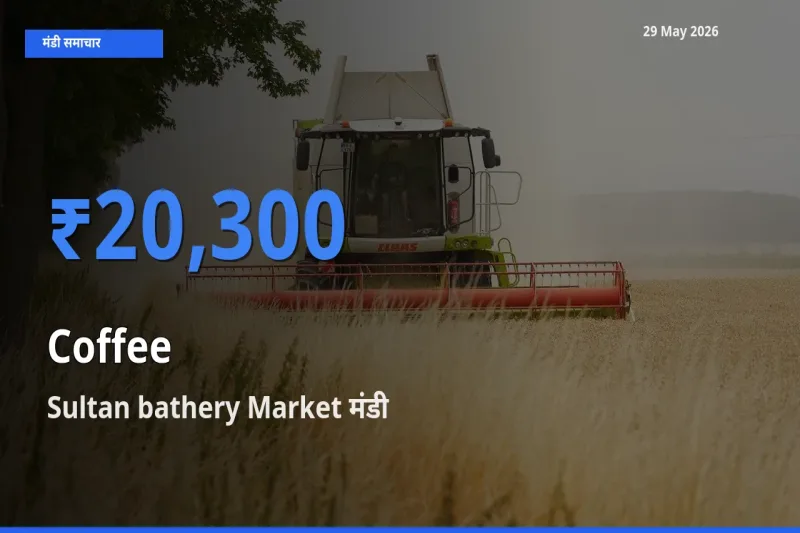 Sultan bathery Market में कॉफी का आज सबसे ऊँचा भाव