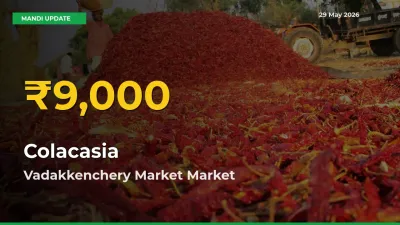 Colacasia Price Hits New High in Vadakkenchery Market Today – Check Latest Mandi Rates
