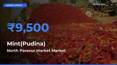 North Paravur Market Records Highest ₹9,500 Rate for Mint(Pudina)