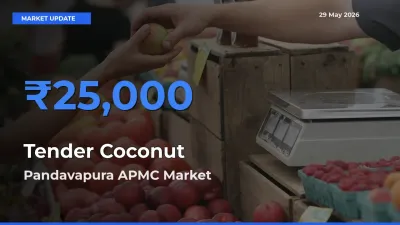 Top Performer! Pandavapura APMC Offers Best Tender Coconut Price Today