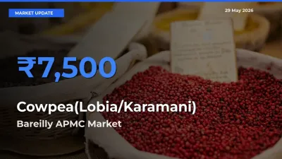Bareilly APMC Tops Cowpea(Lobia/Karamani) Rates – May 29 Market Update