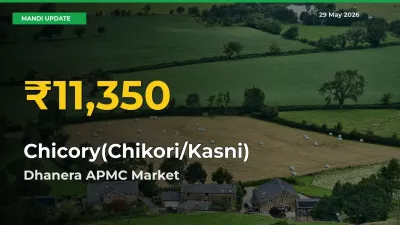 Chicory(Chikori/Kasni) Mandi Rate Surges Today in Dhanera APMC – Highest Level in 30 Days