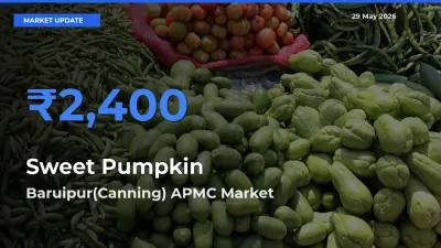 Baruipur(Canning) APMC Emerges as Top Mandi for Sweet Pumpkin Prices Today