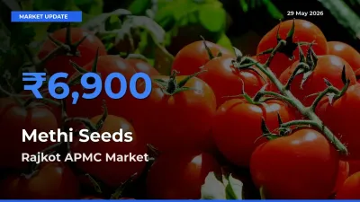 Top Performer! Rajkot APMC Offers Best Methi Seeds Price Today