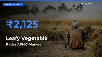 Padra APMC Offers ₹2,125 – Highest Leafy Vegetable Rate Today