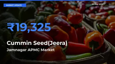 Jamnagar APMC Leads as Top Mandi for Cummin Seed(Jeera) Prices